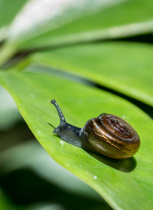 Garden Explorer – Snail Paint by Numbers Kit