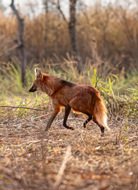 Maned Wolf in the Wild – Premium Paint by Numbers Kit