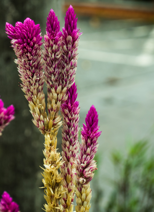 Vibrant Celosia Blooms – Paint by Numbers Kit
