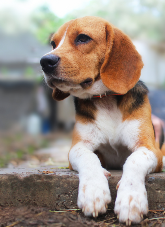Laid-Back Beagle - Paint by Numbers Kit