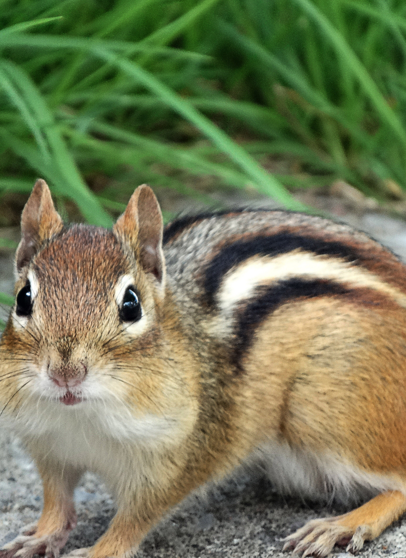 Curious Chipmunk – Paint by Numbers Kit