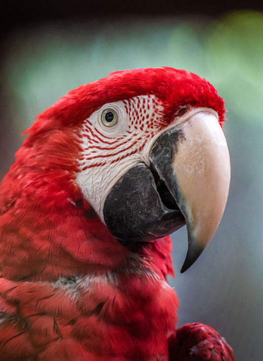 Majestic Red Macaw – Paint by Numbers Kit