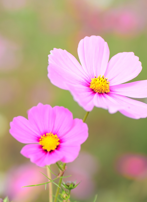 Pink Meadow Charm – Paint by Numbers Kit