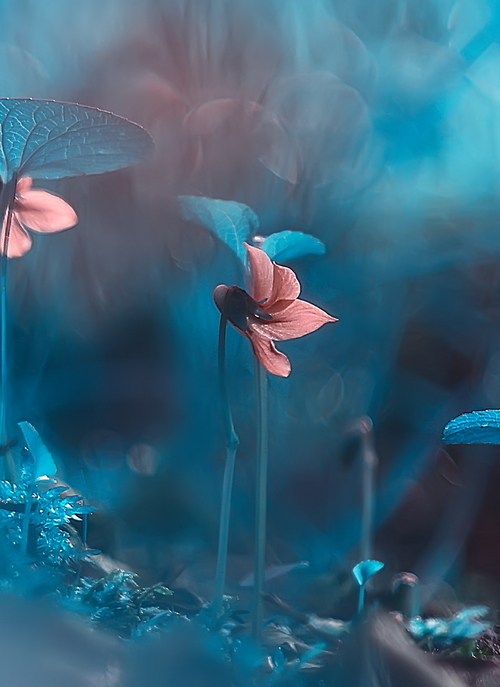 Whispers of Twilight – Paint by Numbers Kit