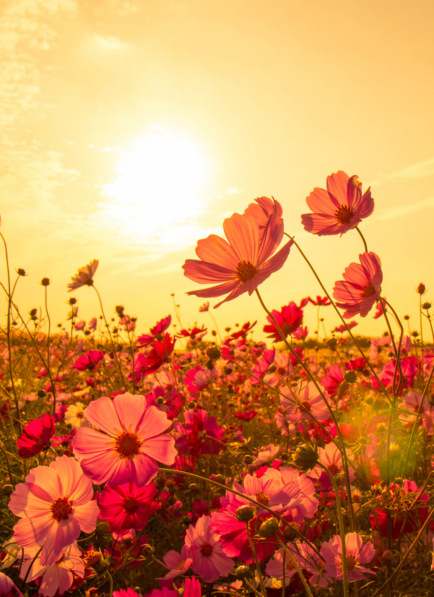 Sunset Blossom Garden - Paint by Numbers