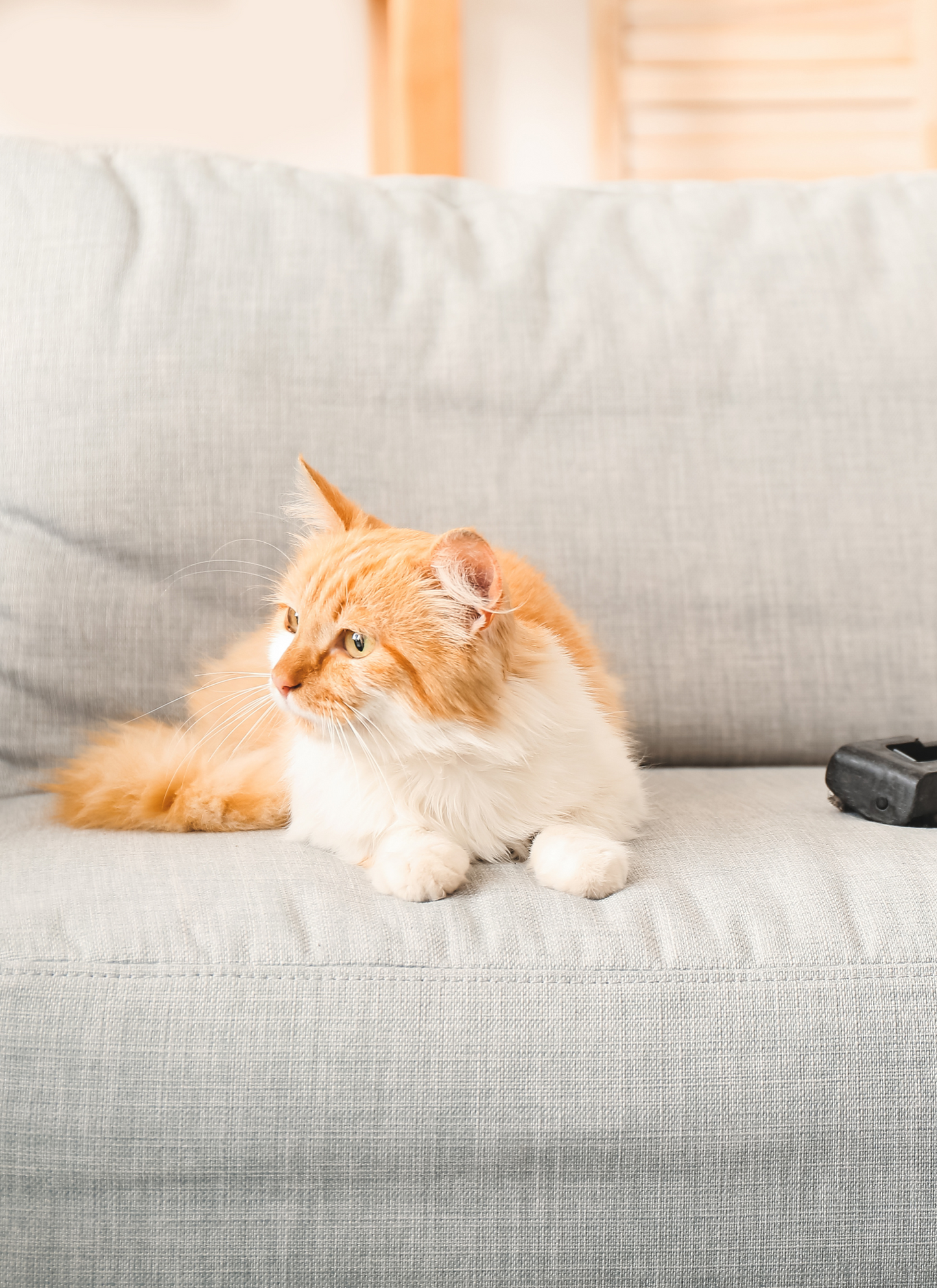 Cozy Cat on the Couch - Paint by Numbers