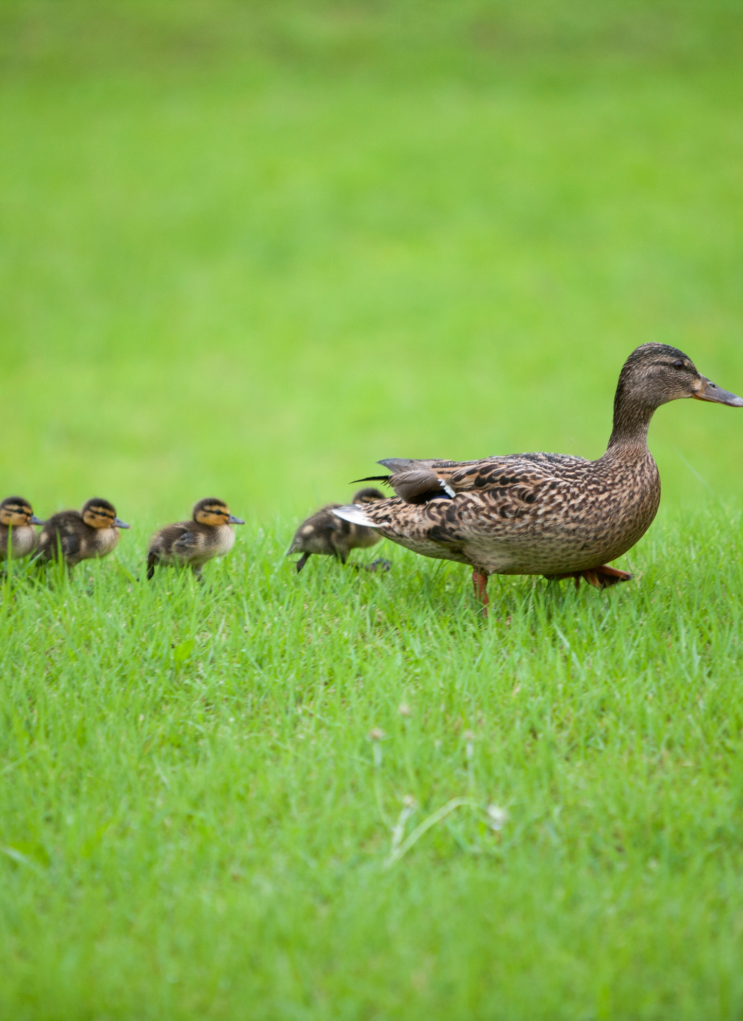 Mother Duck with Ducklings - Paint by Numbers