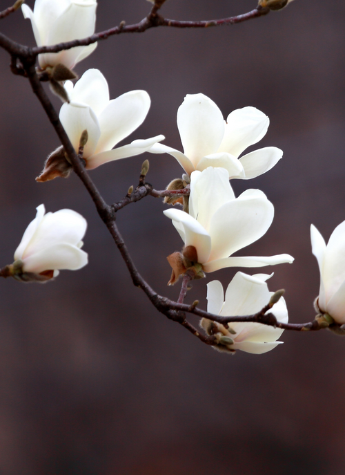 Magnolia Grace – Paint by Numbers Kit