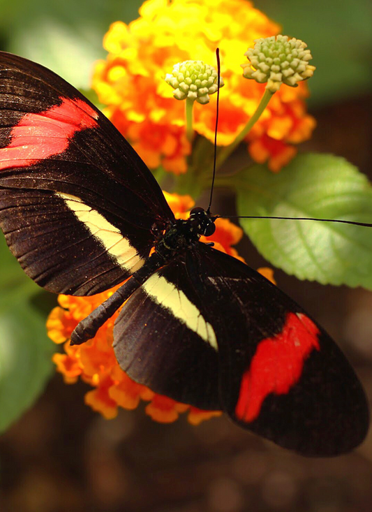 Butterfly on Marigold - Paint by Numbers