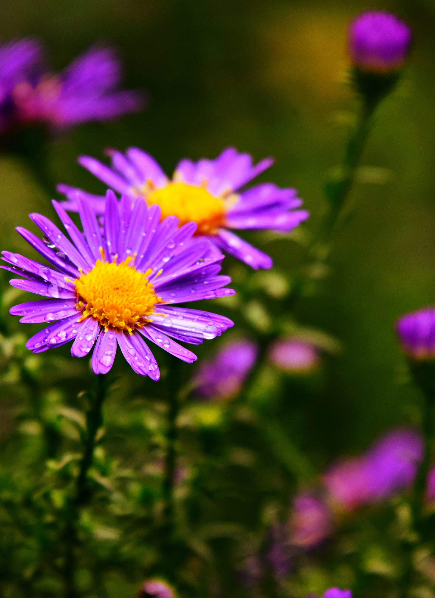 Morning Dew Asters – Paint by Numbers Kit