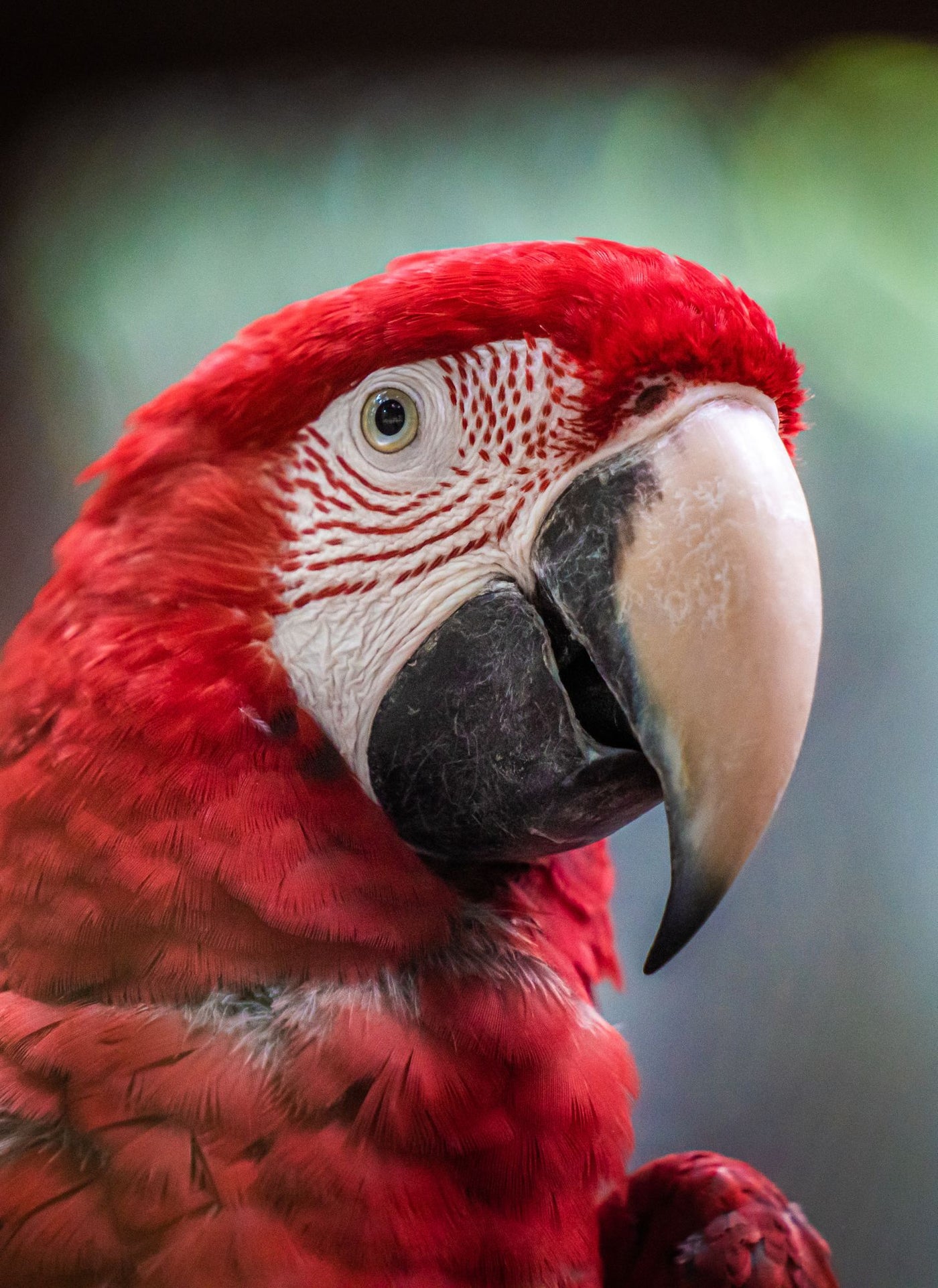 Majestic Red Macaw – Paint by Numbers Kit