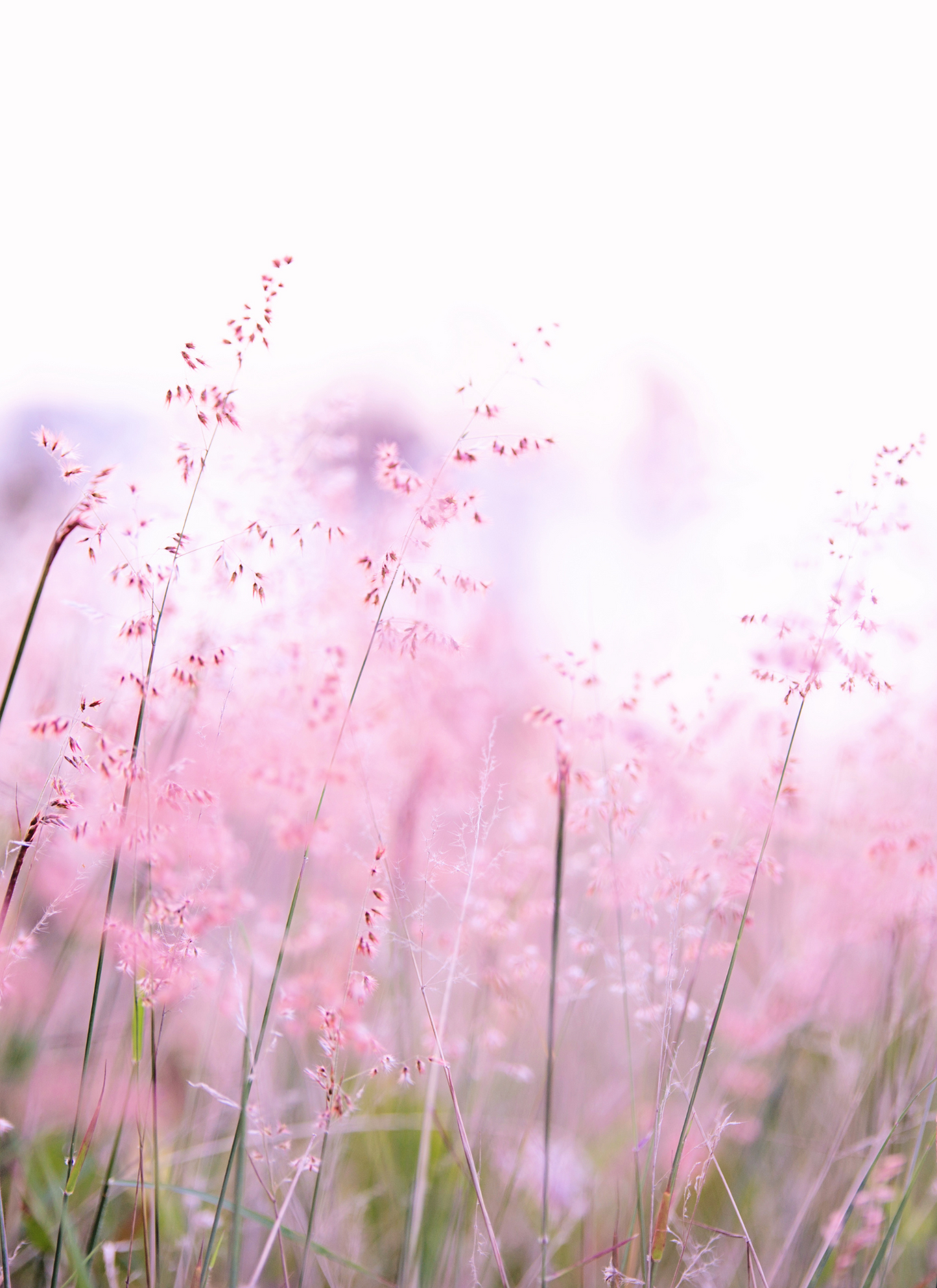 Whispering Blooms - Paint by Numbers