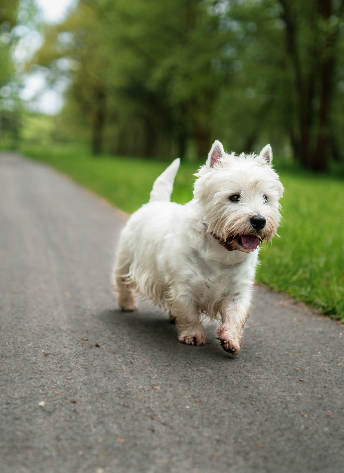 Playful Westie on a Nature Walk – Paint by Numbers Kit