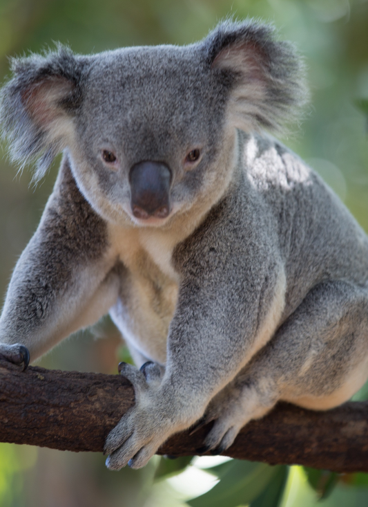 Koala in the Tree - Paint by Numbers