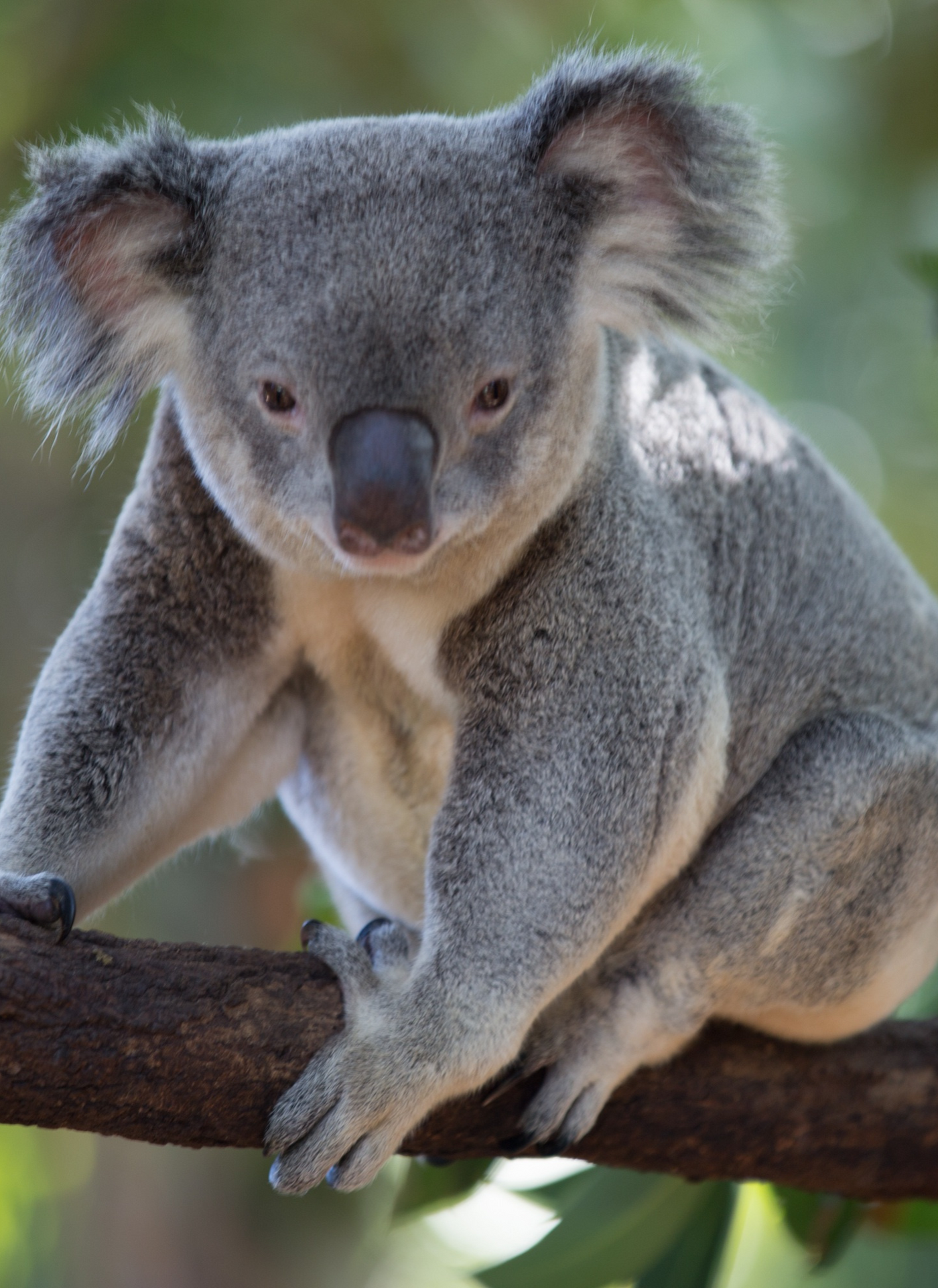 Koala in the Tree - Paint by Numbers