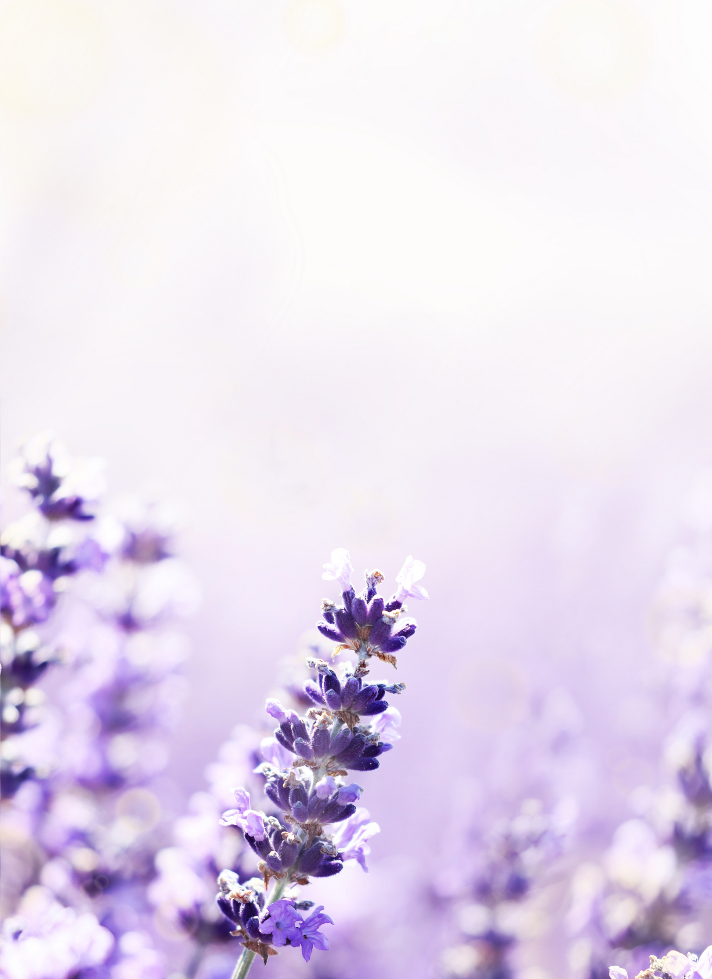 Lavender Dreams – Paint by Numbers Kit