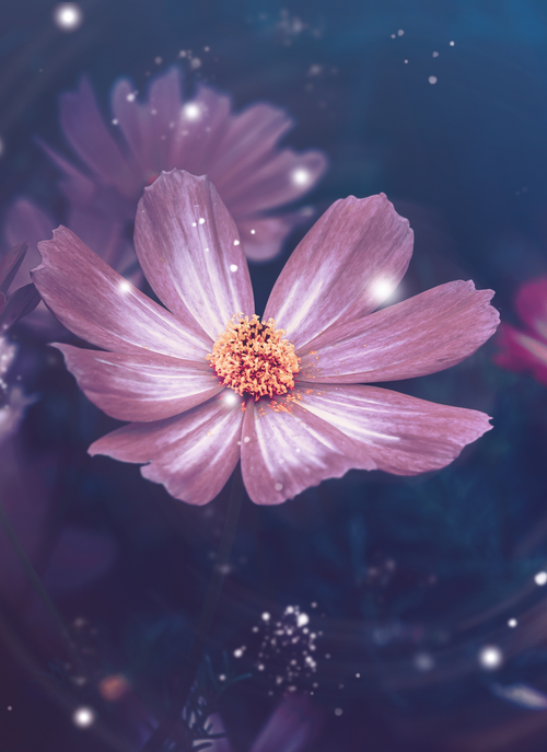 Twilight Cosmos Bloom – Paint by Numbers Kit