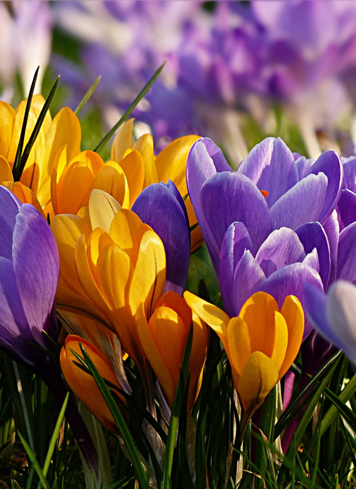 Crocus Harmony – Paint by Numbers Kit