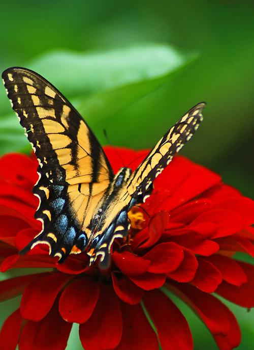 Golden Wings on Crimson Bloom – Paint by Numbers Kit