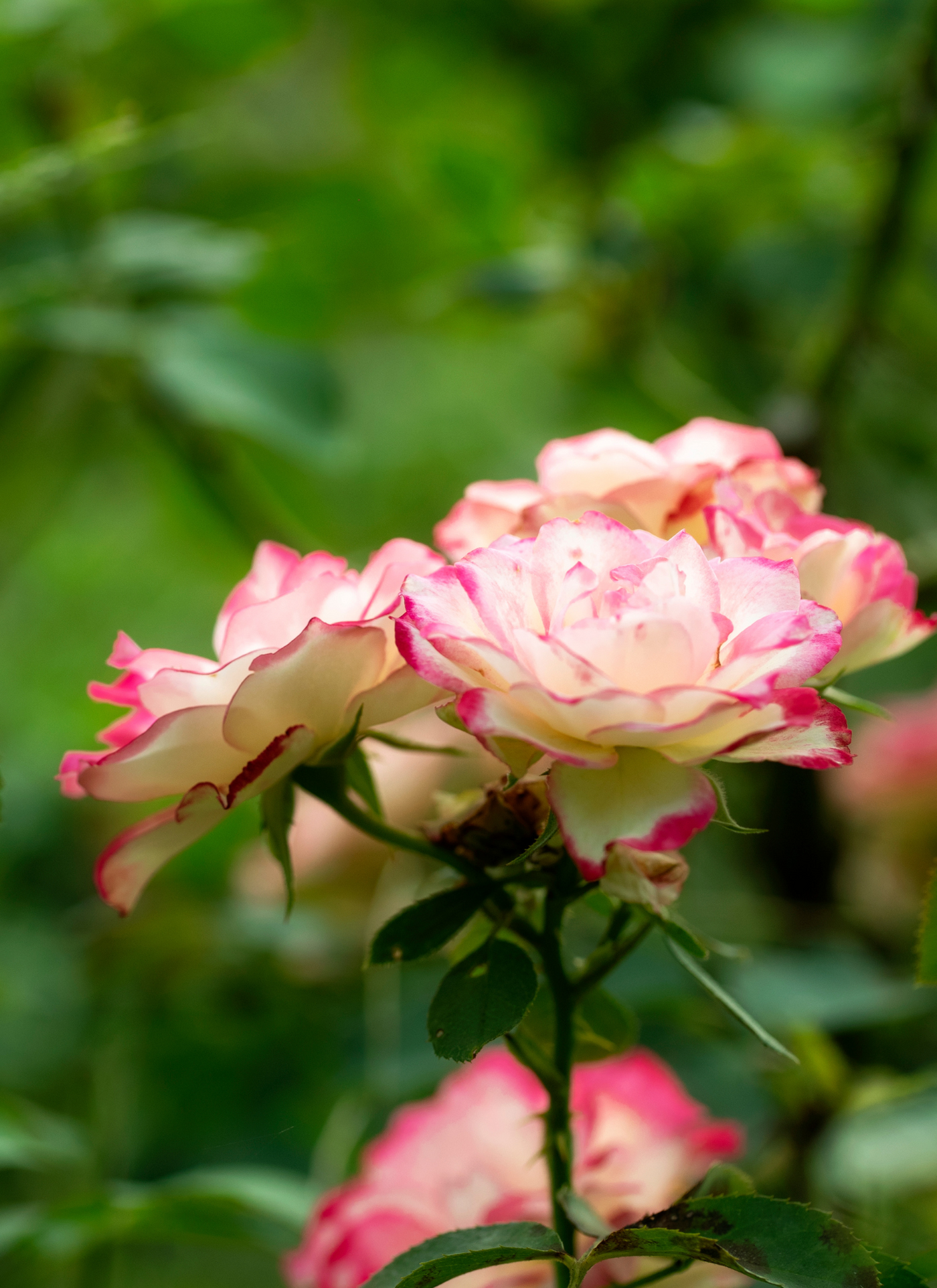 Blushing Harmony – Pink & Cream Roses Paint by Numbers