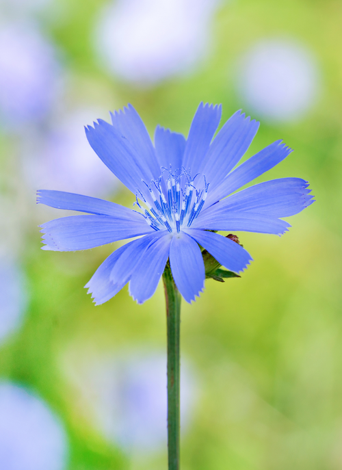 Whispers of Blue – Wild Bloom Paint by Numbers