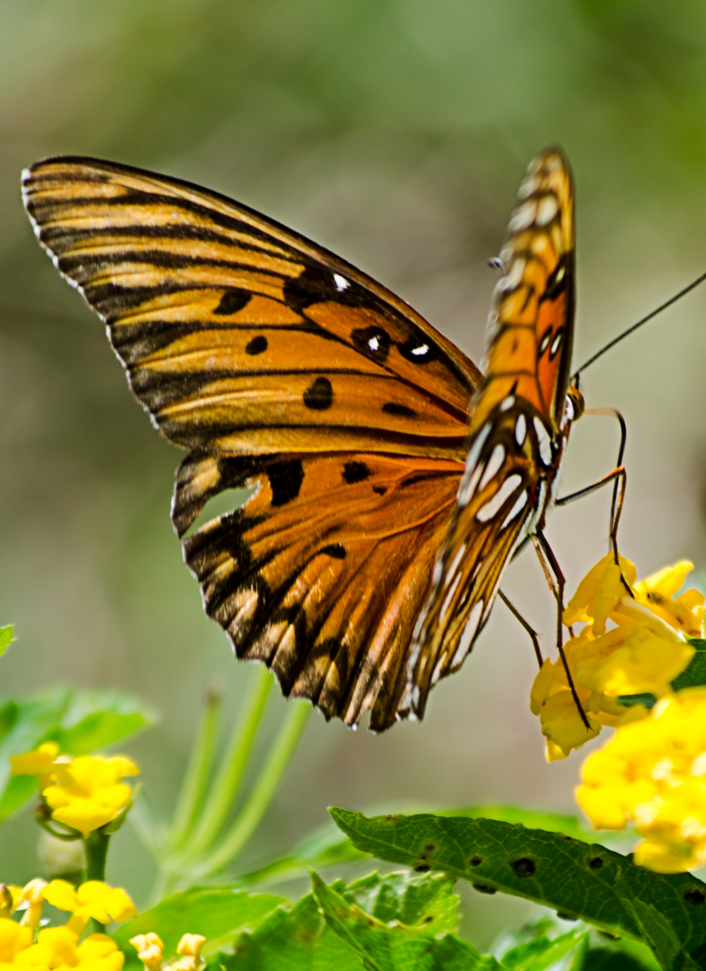 Butterfly in Bloom - Paint by Numbers