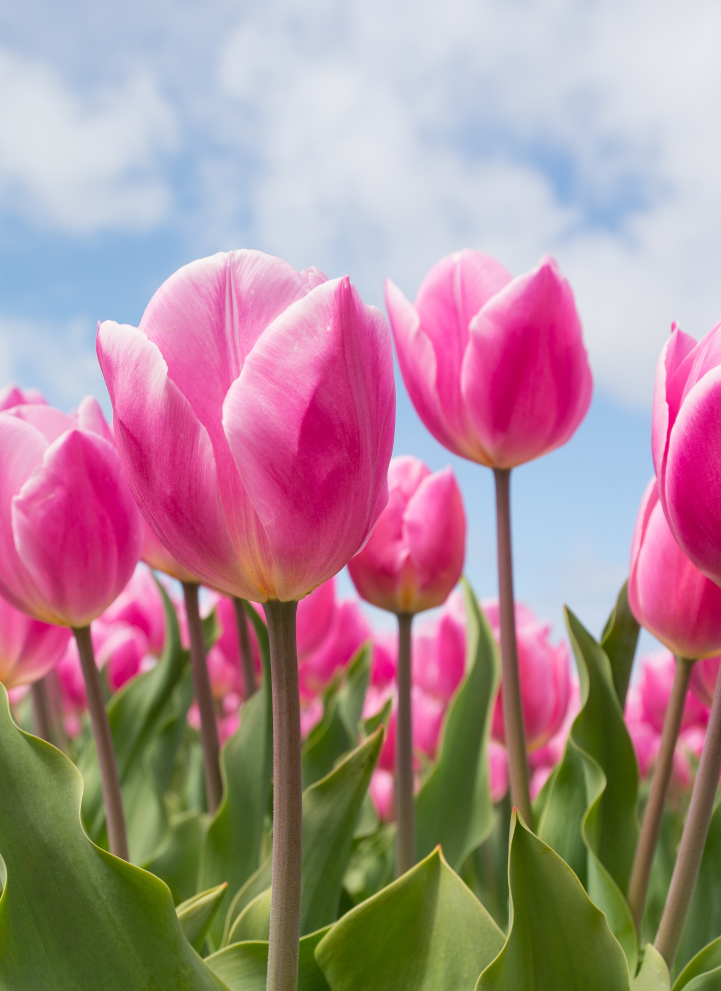 Pink Tulip Garden – Paint by Numbers
