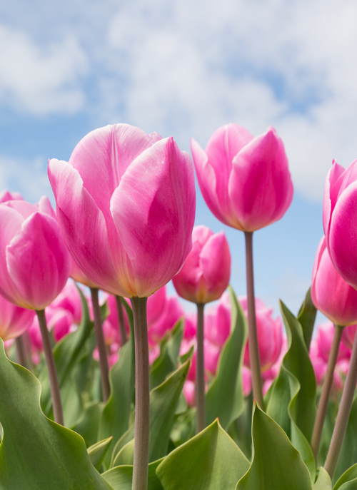 Pink Tulip Garden – Paint by Numbers