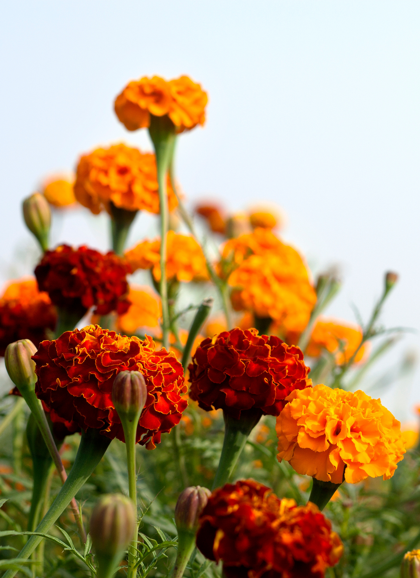 Marigold Dreams – Paint by Numbers Kit