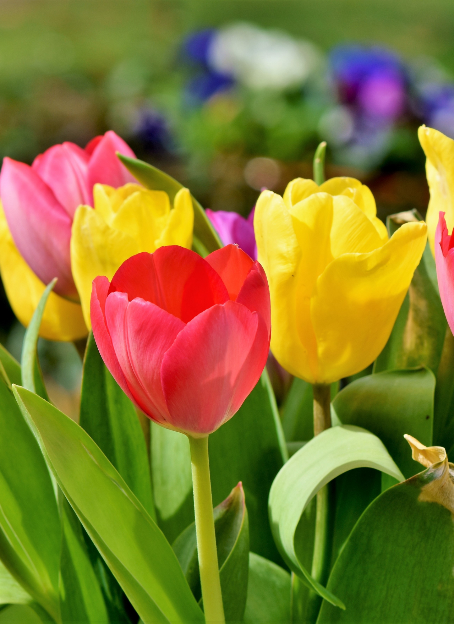 Colorful Tulips in Bloom – Paint by Numbers