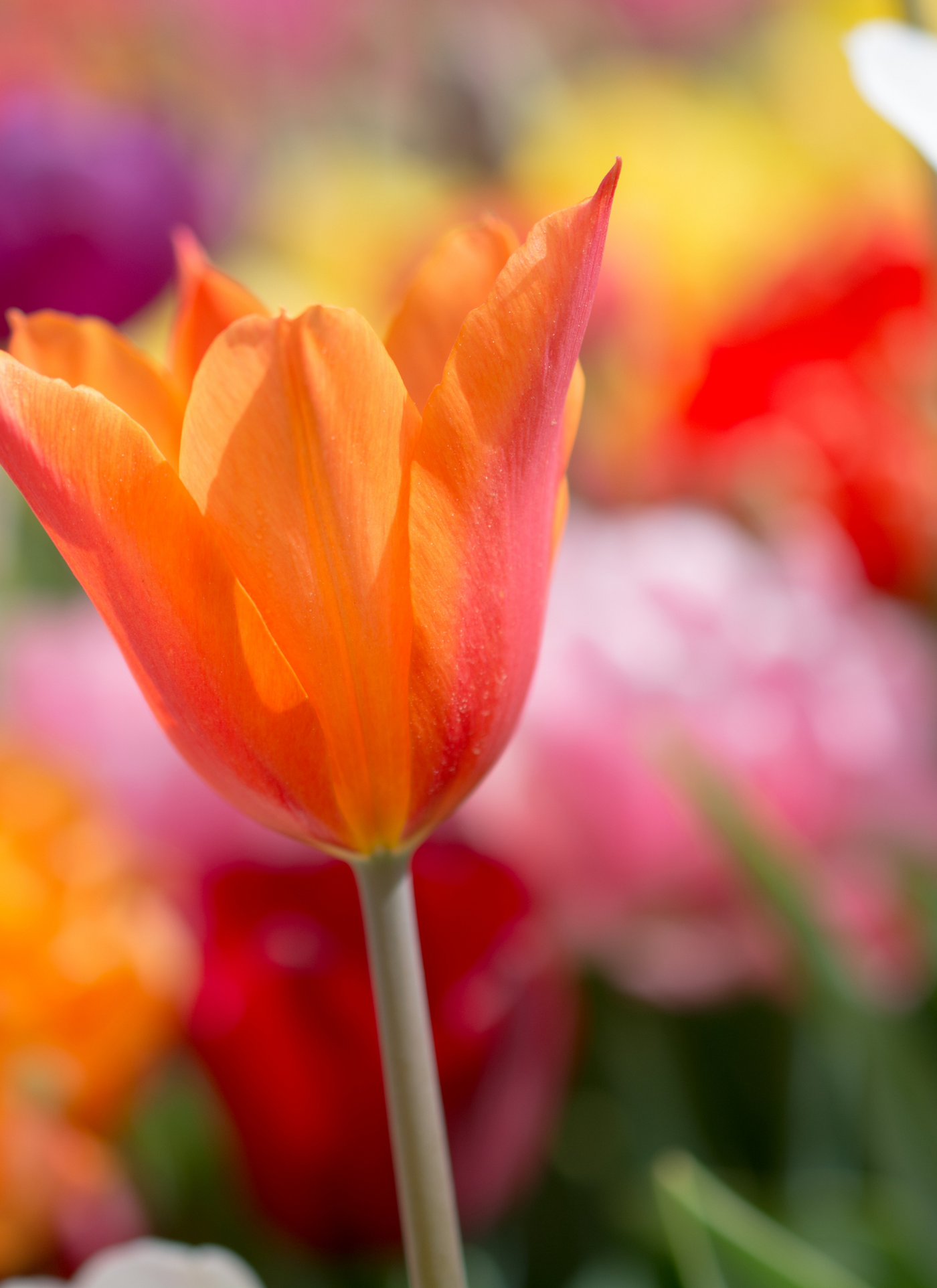 Tulip Blossom Delight - Paint by Numbers