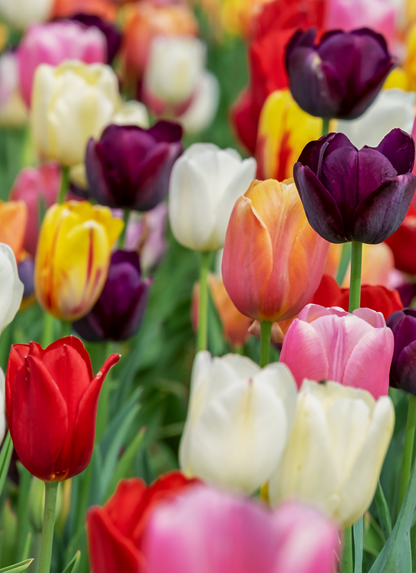 Springtime Tulips – Paint by Numbers Kit