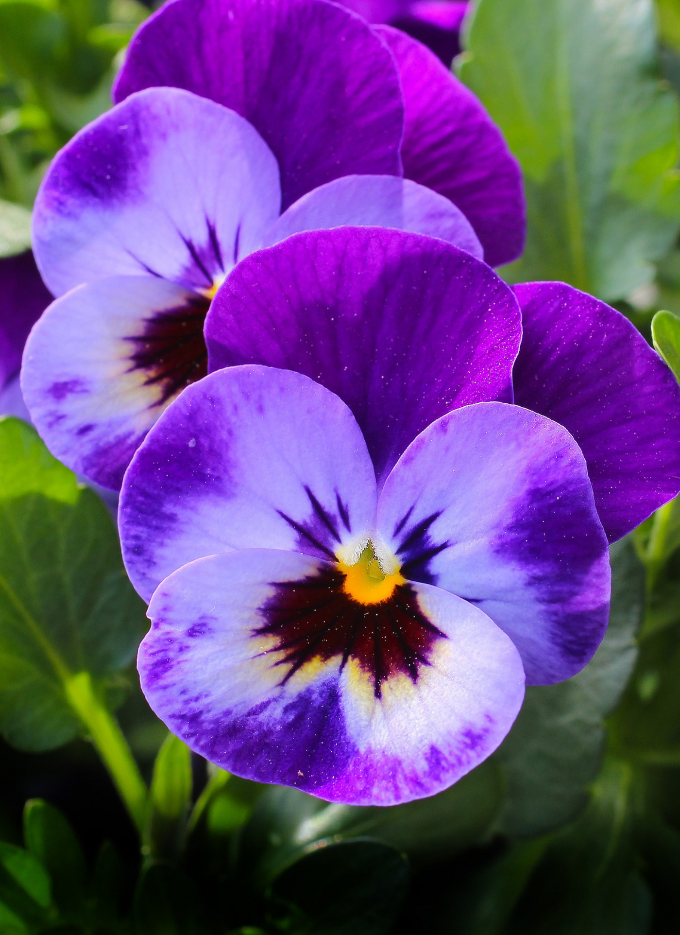 Vibrant Purple Pansy Paint by Numbers