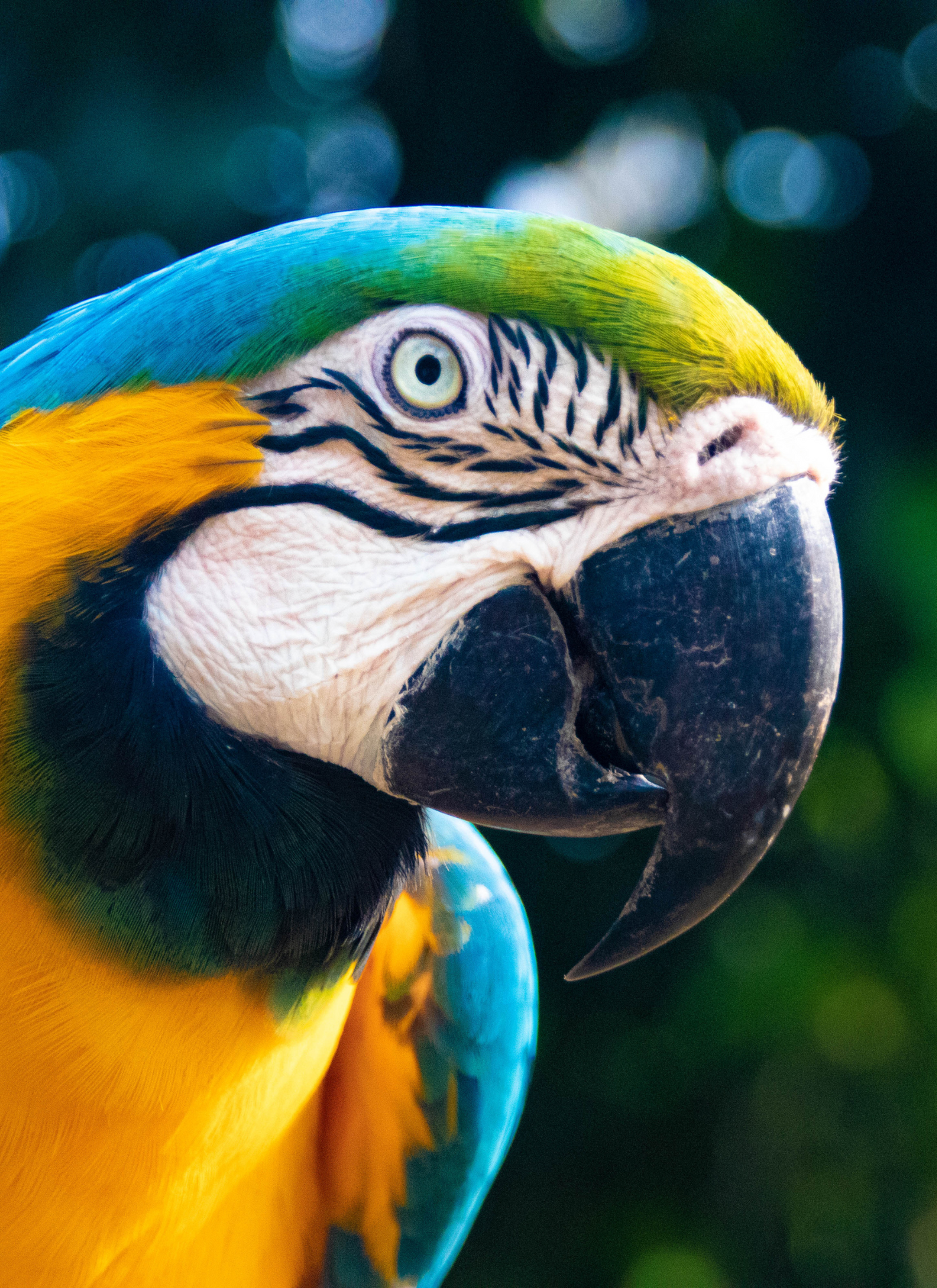 Majestic Macaw - Paint by Numbers