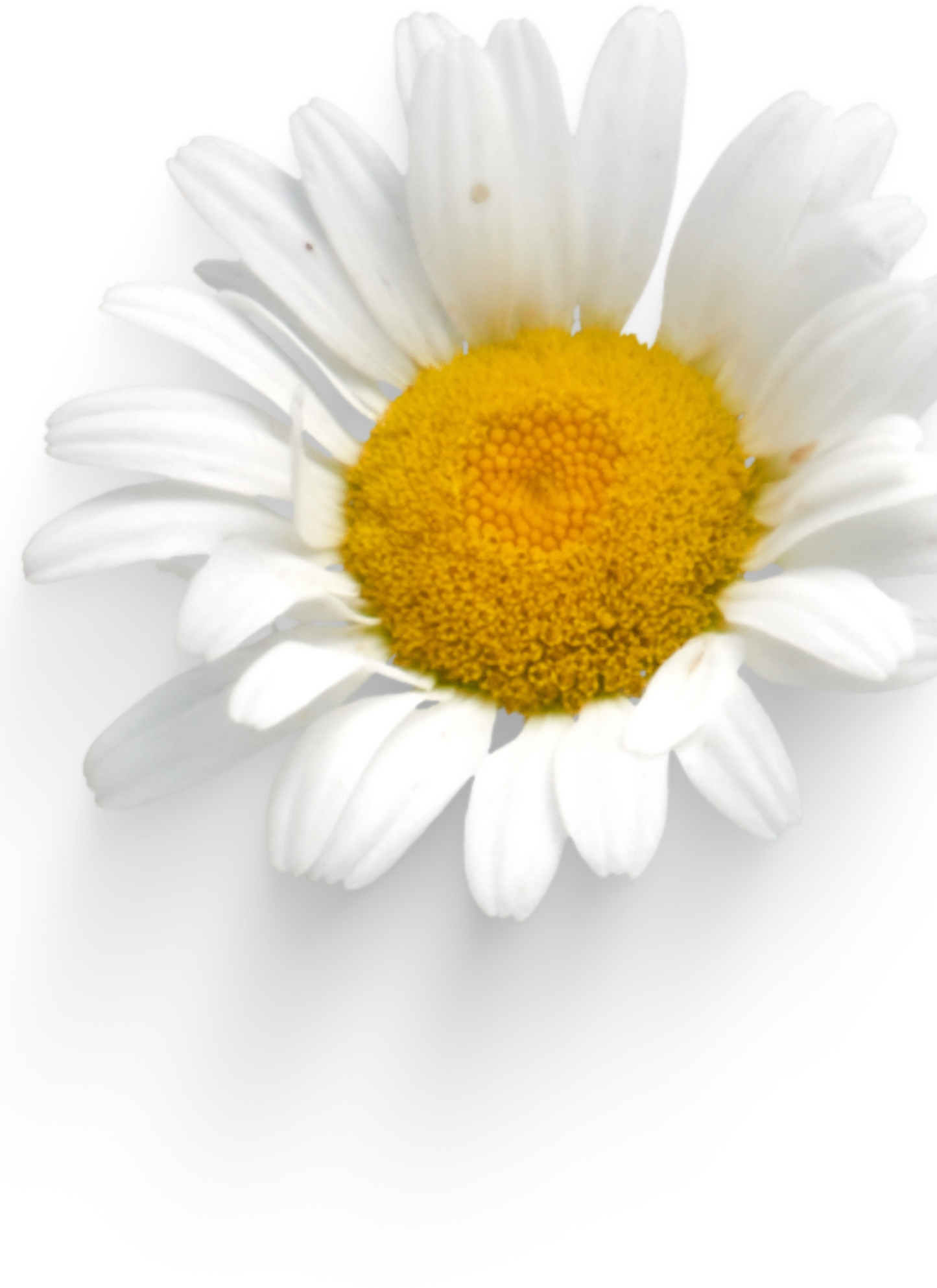Delicate Daisy – Paint by Numbers
