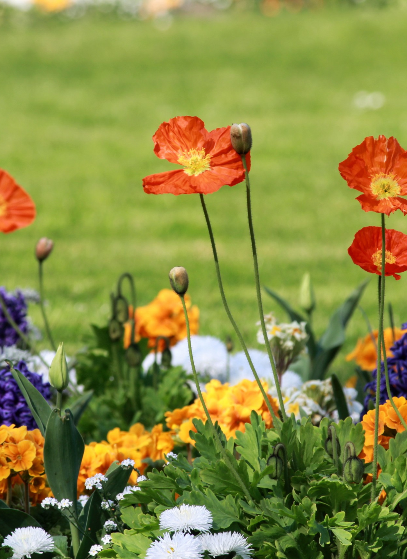 Vibrant Poppies Garden - Paint by Numbers