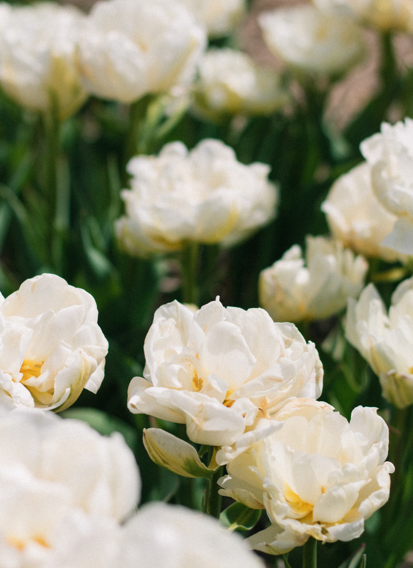 Elegant Tulips - Paint by Numbers