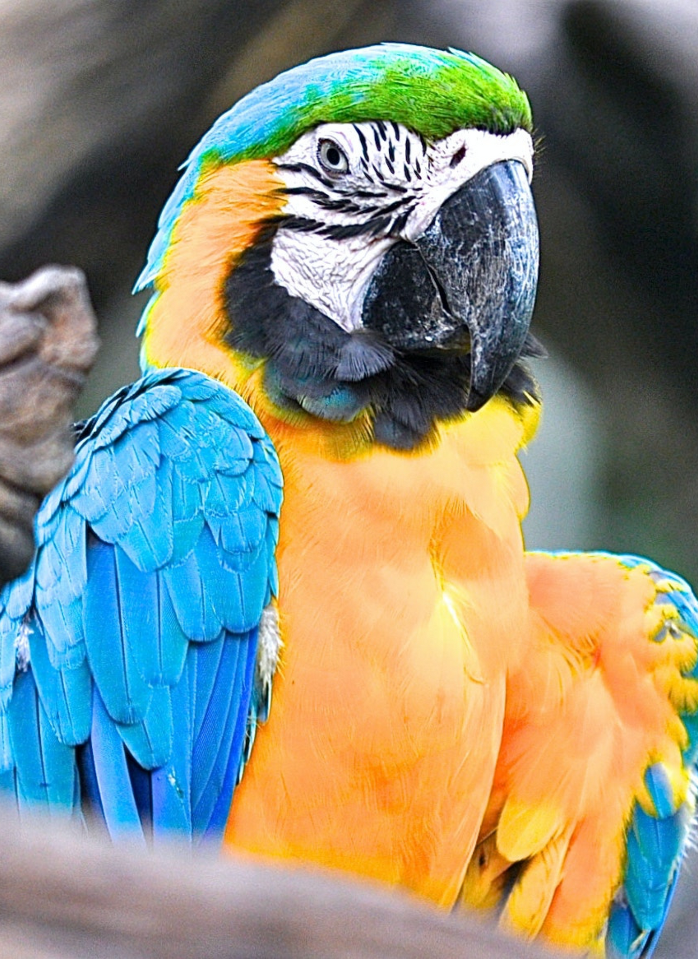 Tropical Bird Paint by Numbers Kit