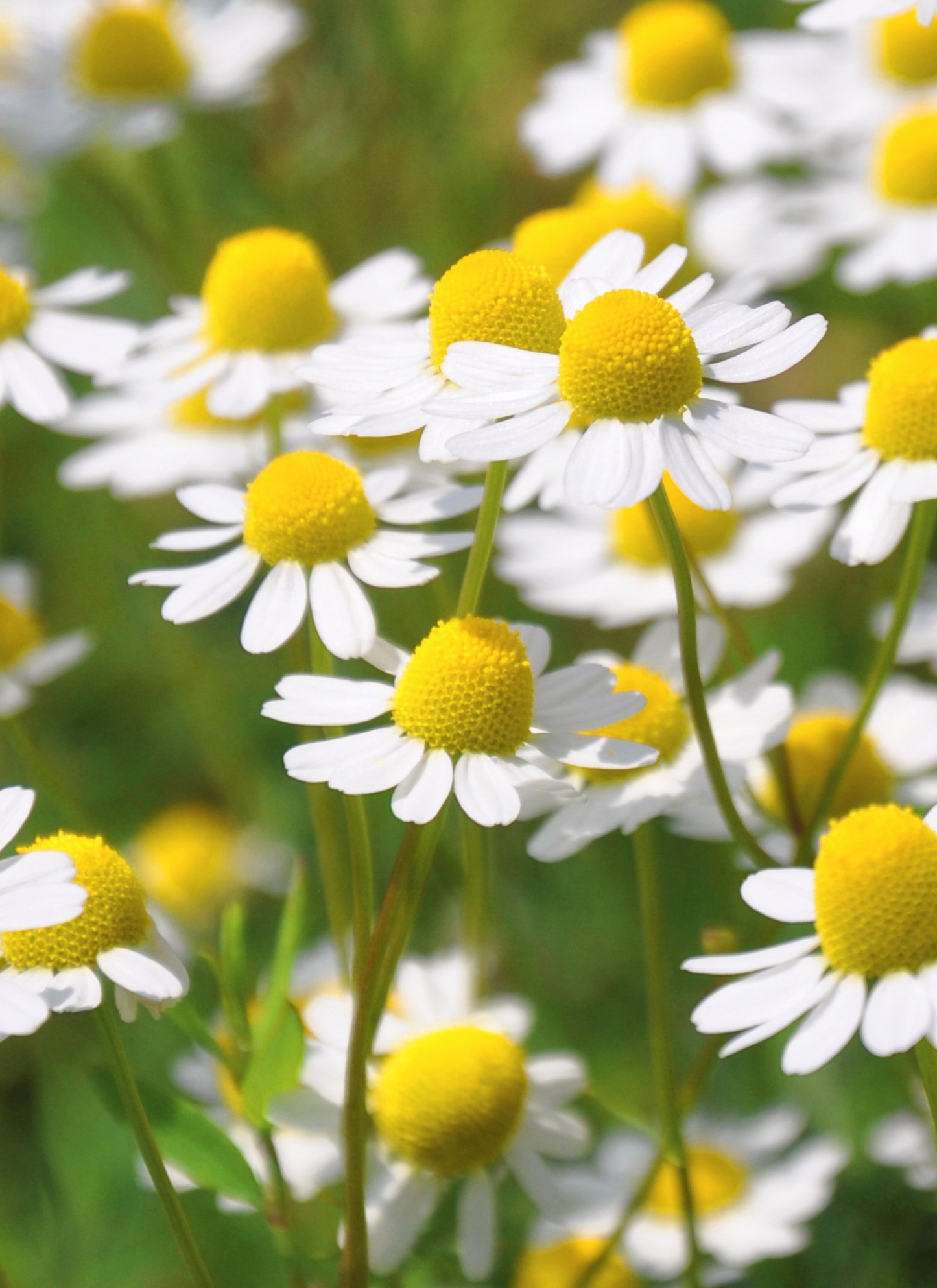 Sunlit Daisies - Paint by Numbers