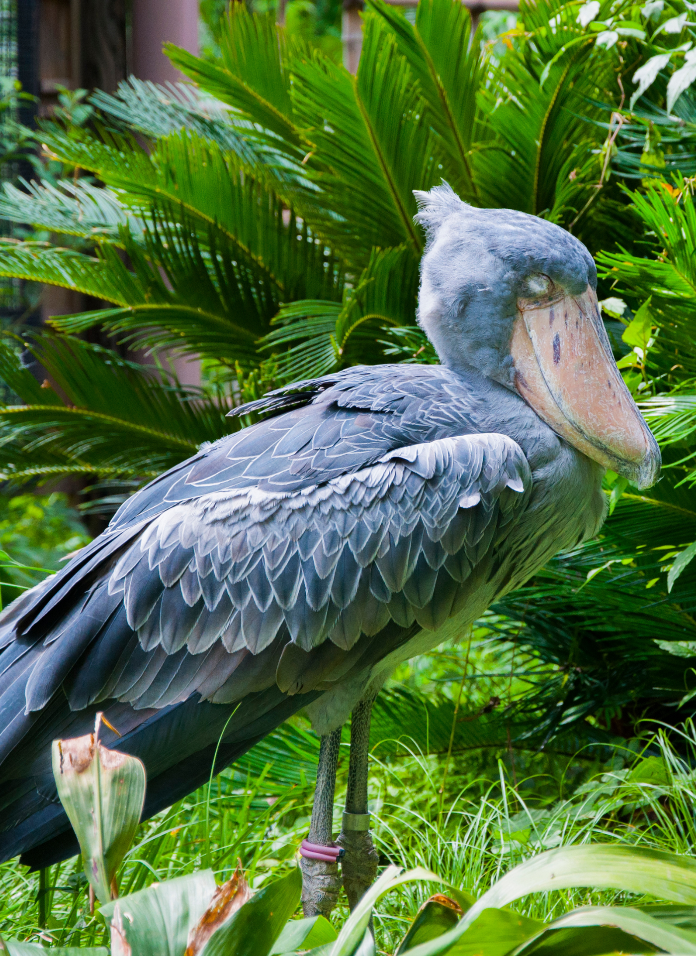 Majestic Shoebill Stork Paint by Numbers Kit