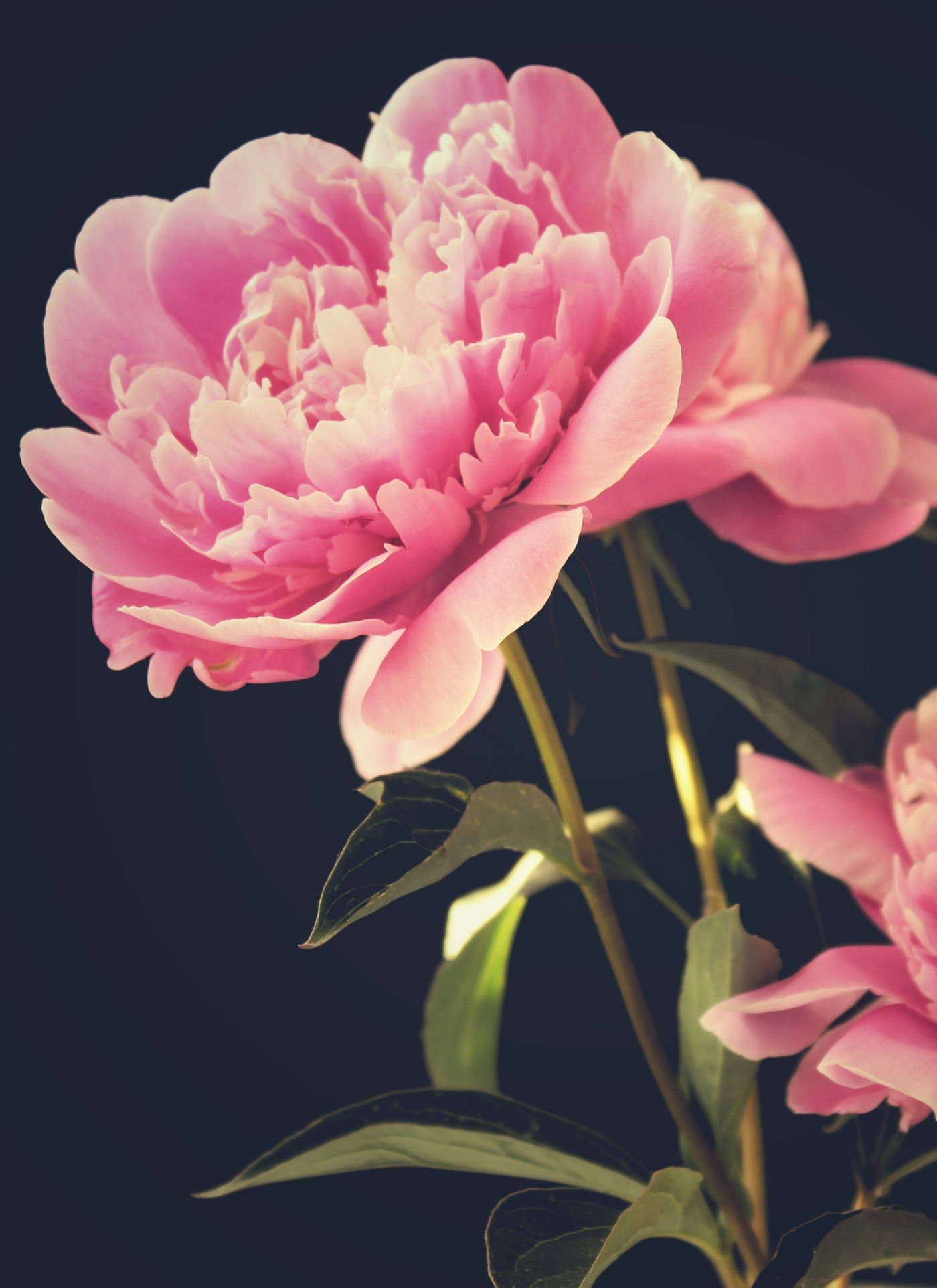 Blossoming Peony - Paint by Numbers Kit