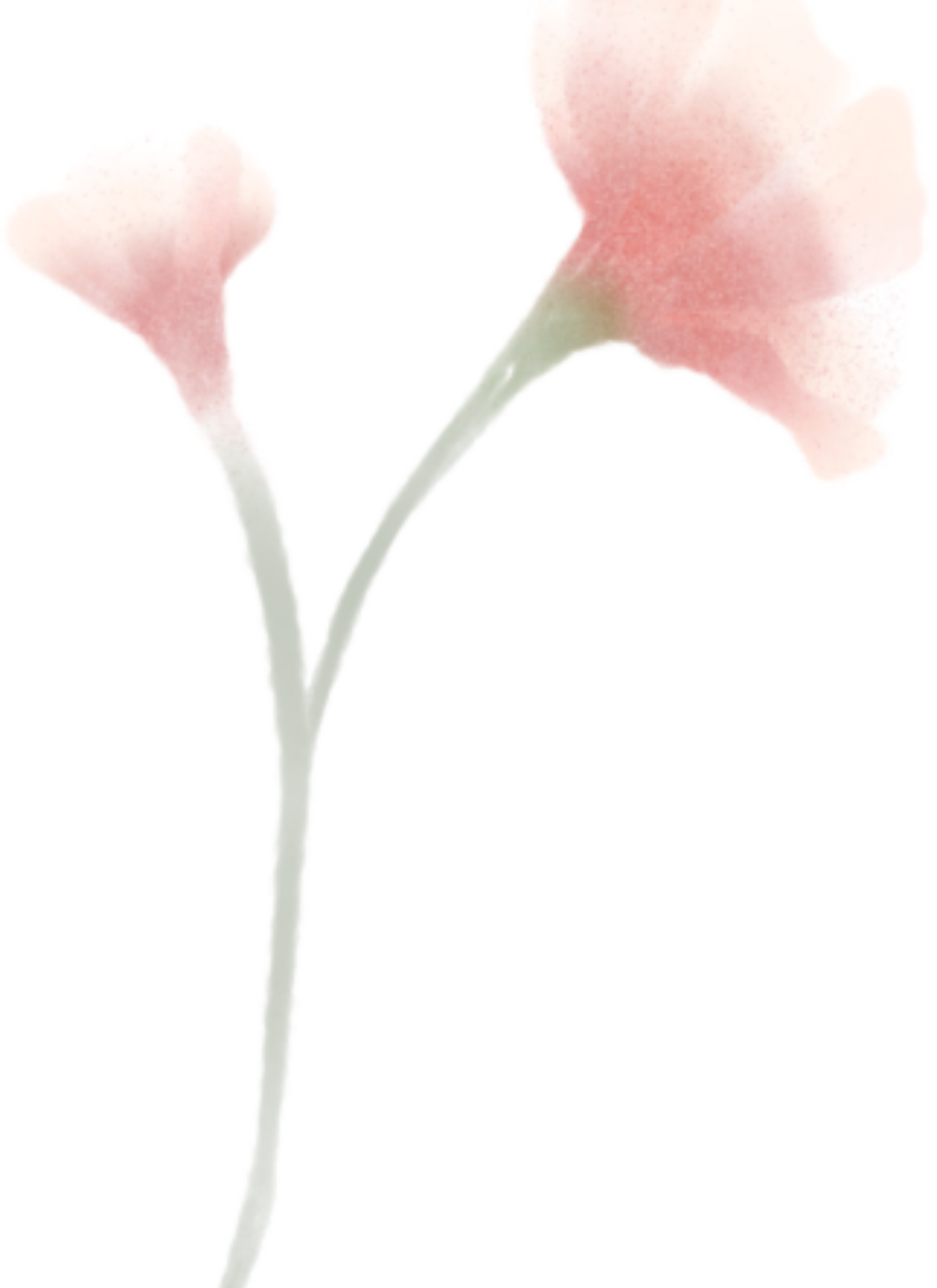 Soft Bloom - Paint by Numbers
