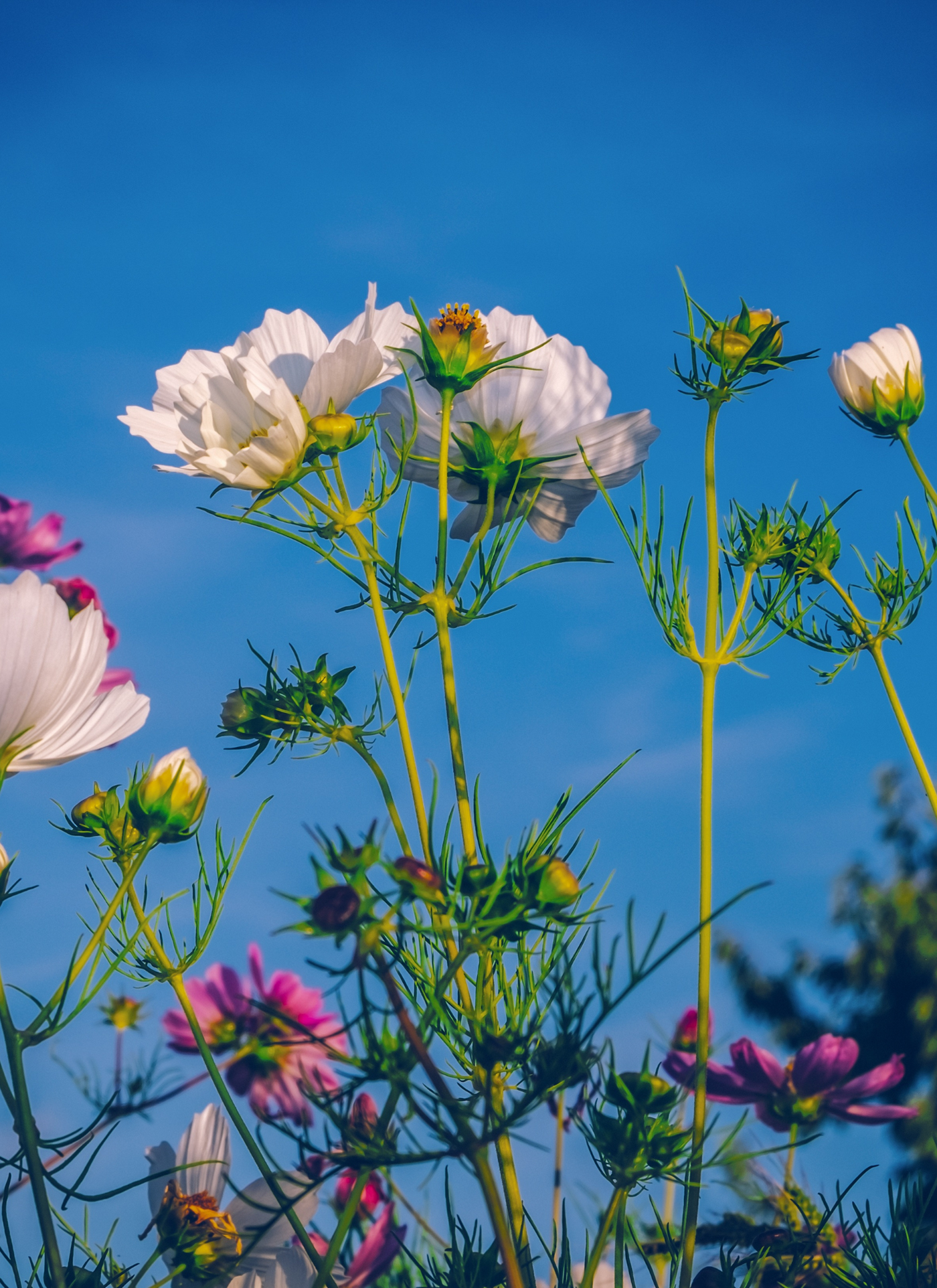 Blooming Cosmos - Paint by Numbers Kit