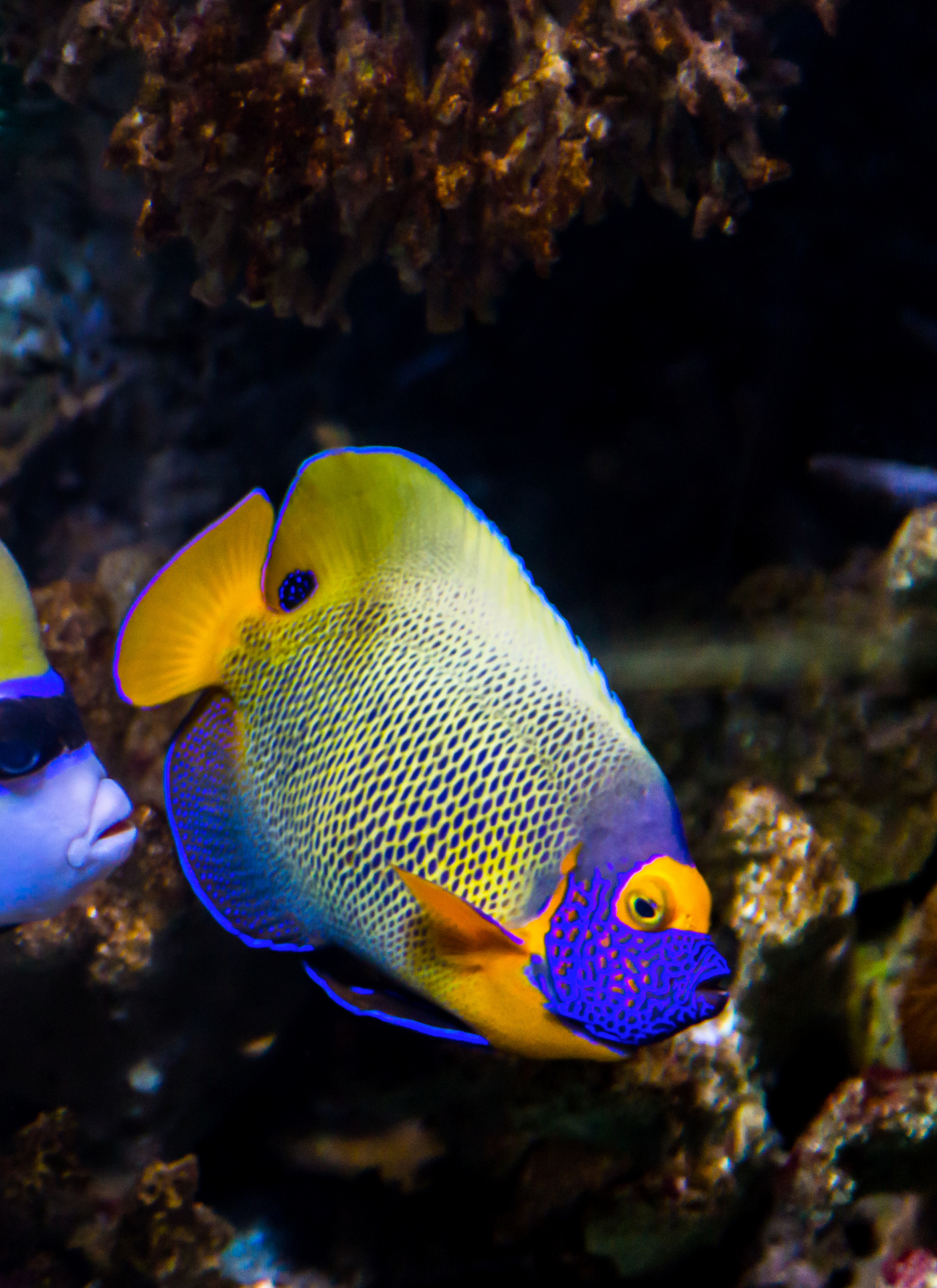 Vibrant Ocean Fish Paint by Numbers Kit