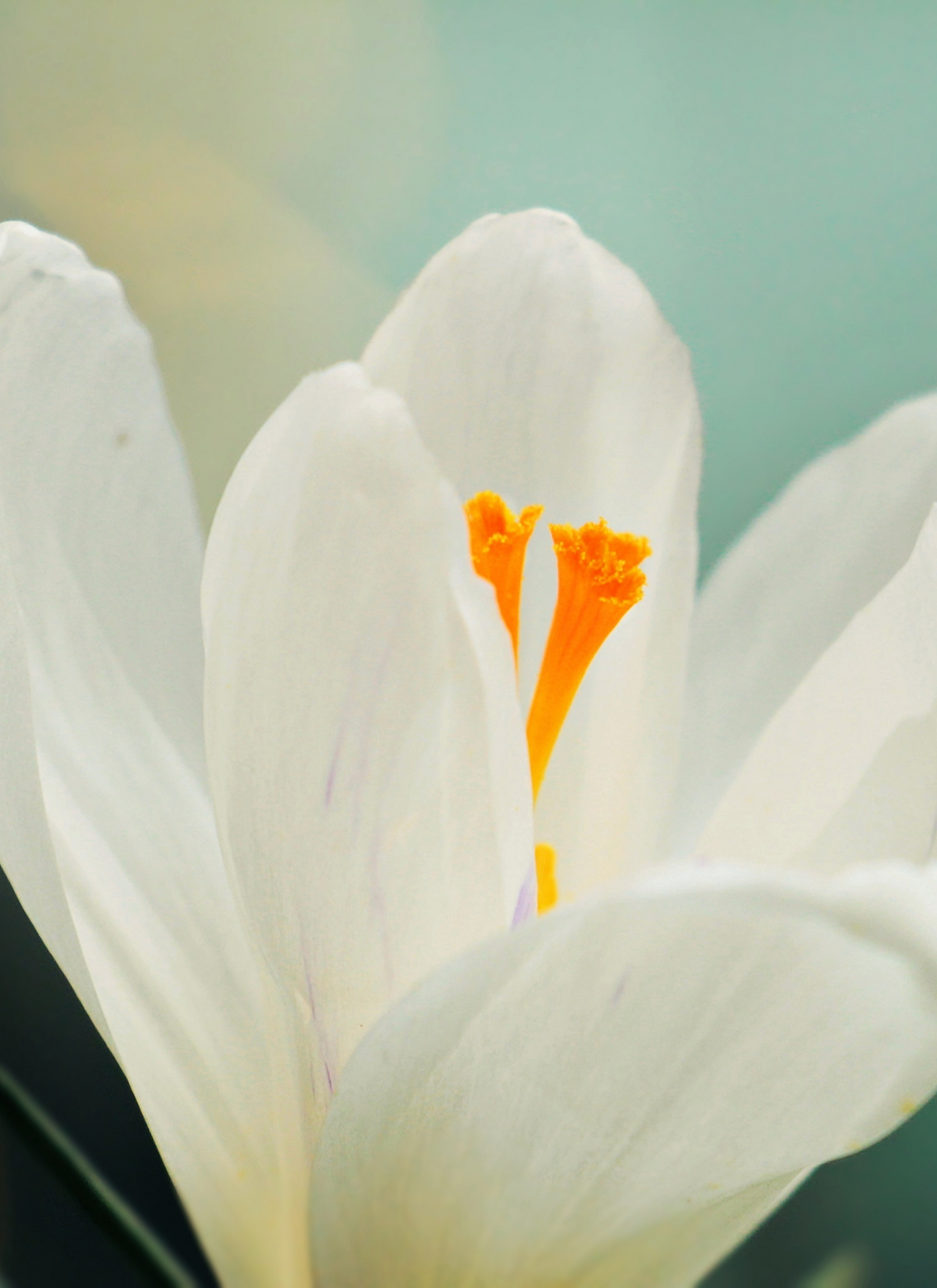 White Crocus Glow – Paint by Numbers Kit