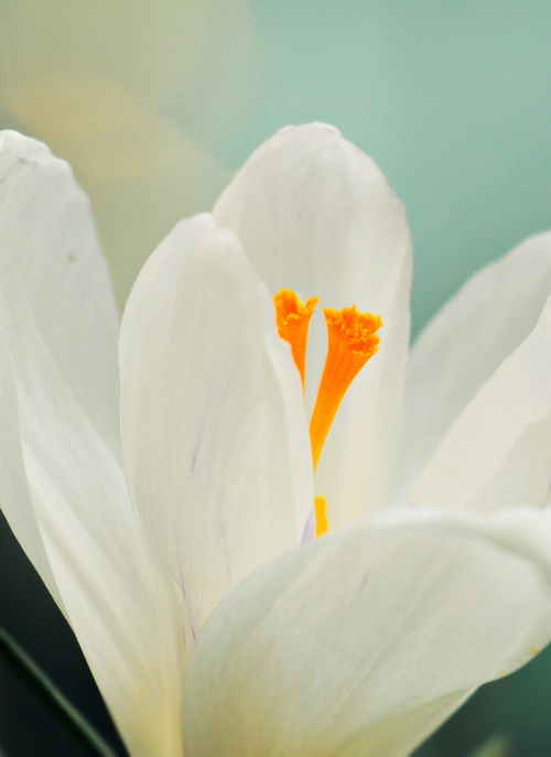 White Crocus Glow – Paint by Numbers Kit