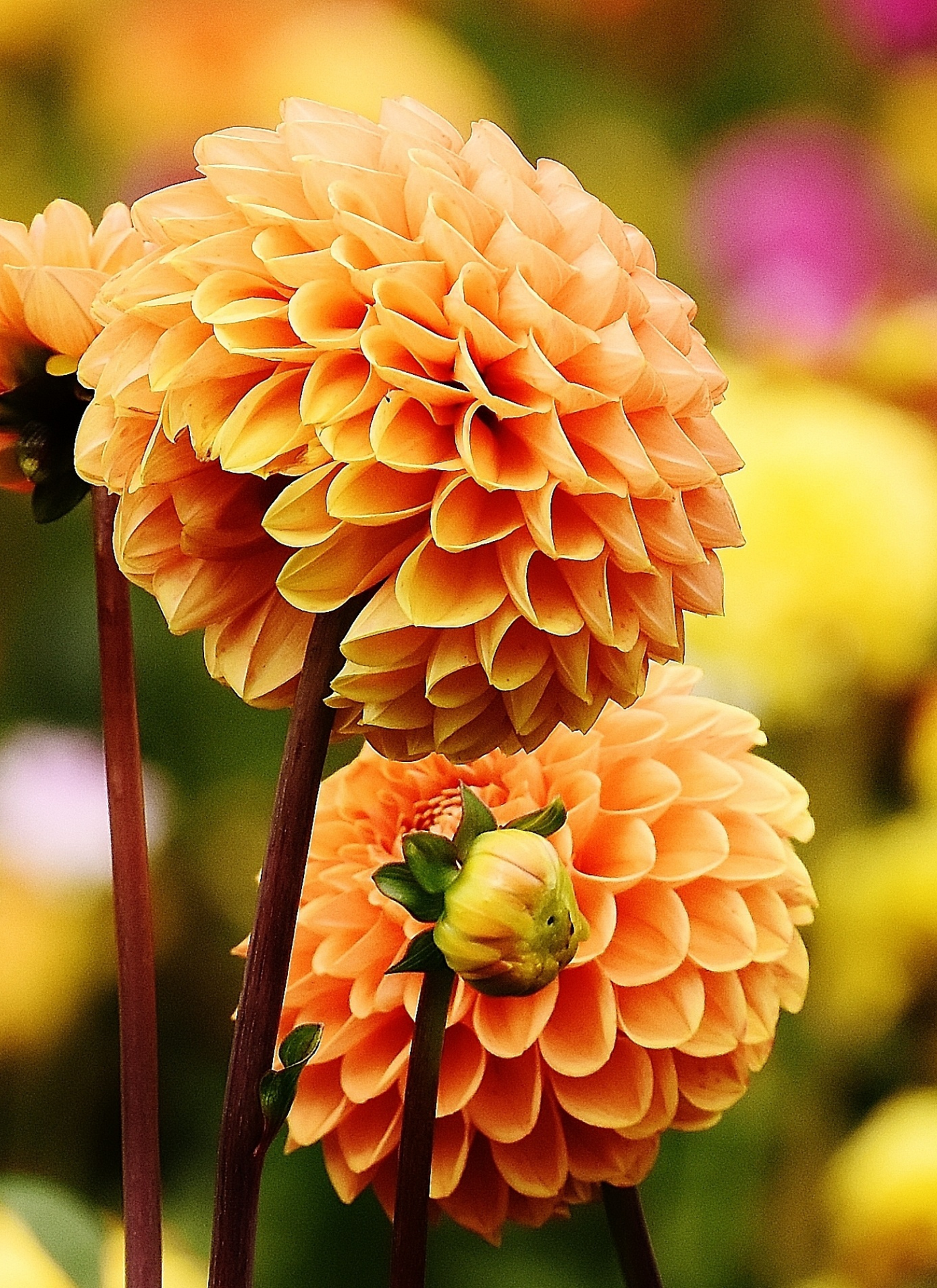 Blooming Dahlia - Paint by Numbers Kit