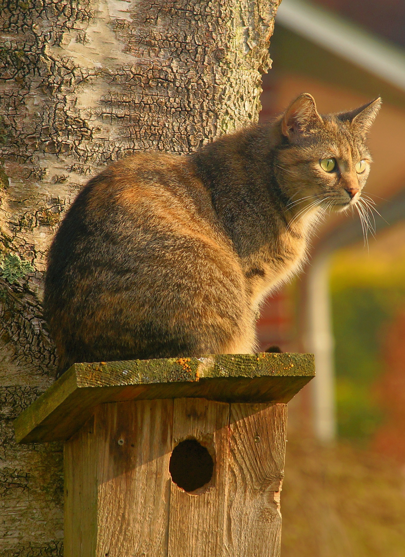 Cat Perched on Tree - Paint by Numbers