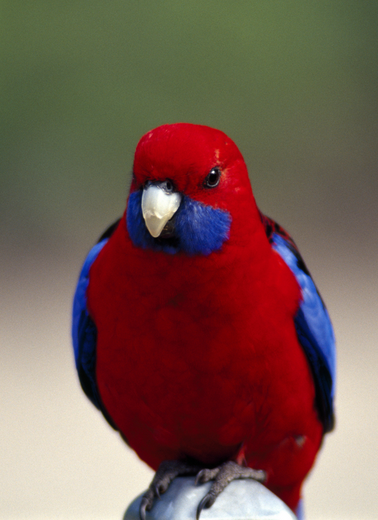 Crimson Beauty: Scarlet Rosella Parrot Paint by Numbers