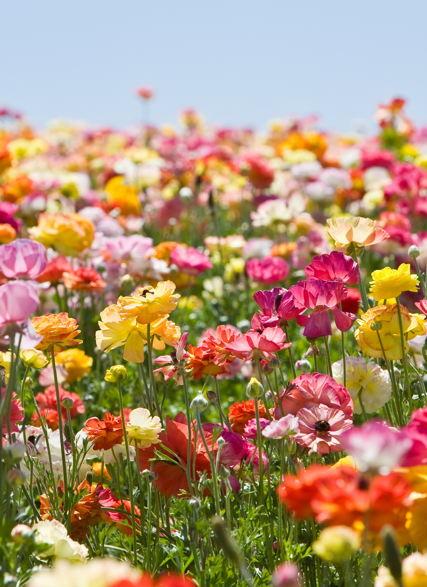 Colorful Blooming Garden - Paint by Numbers